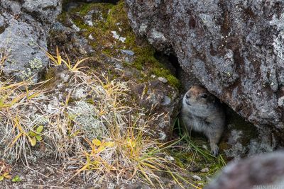 evrazhka - ground squirrel