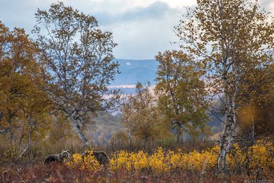 Nalychevo National Park