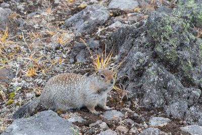 evrazhka - ground squirrel