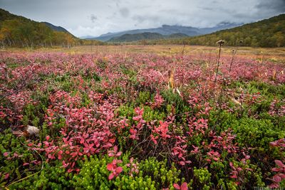 blueberry  and crowberries field