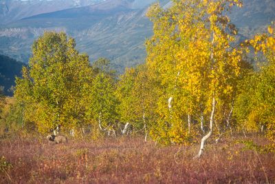 Nalychevo National Park
