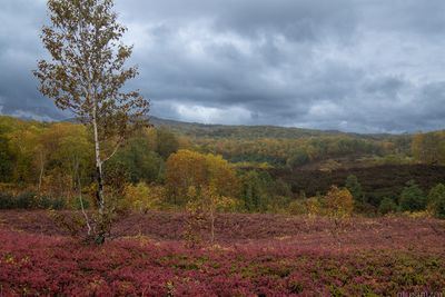 blueberry fields