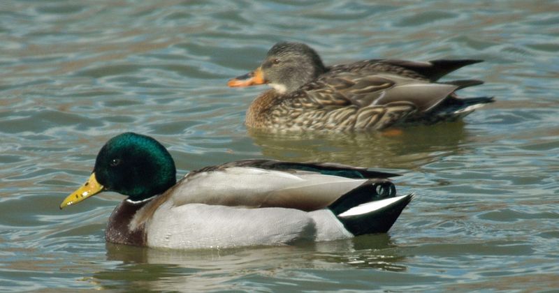Malard Duck Couple.jpg