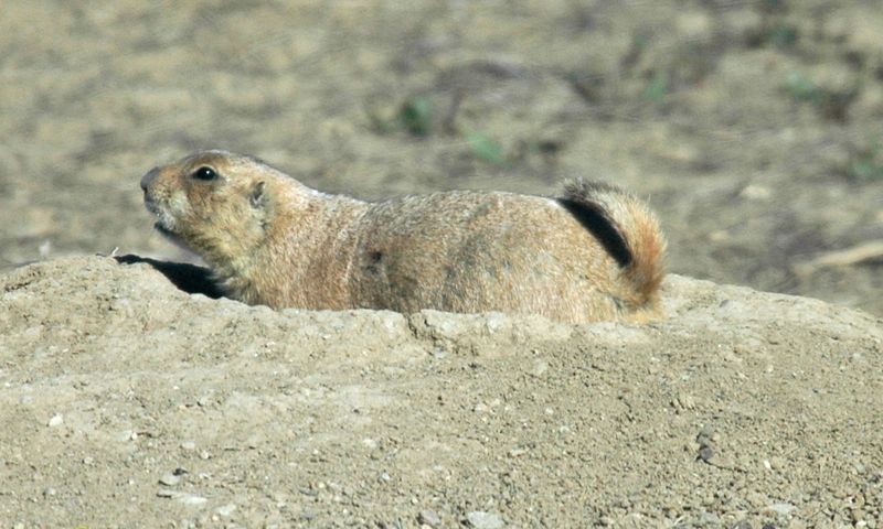 Prairie Dog.jpg