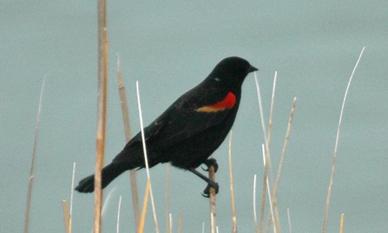 Red Wing Black Bird.jpg