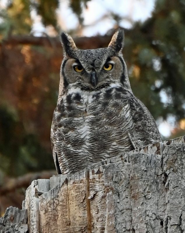Great Horned Owl Pale Variation.jpg