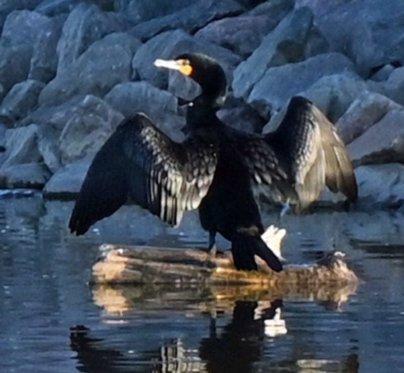 Double Crested Cormorant.jpg