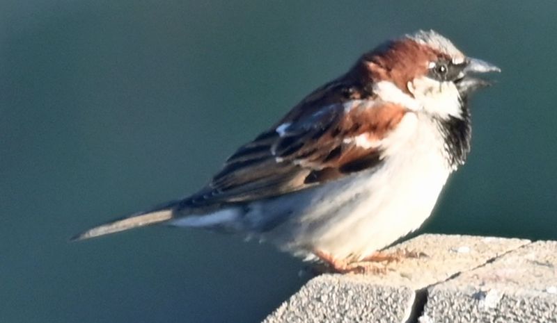 House Sparrow Back Yard 2.jpg