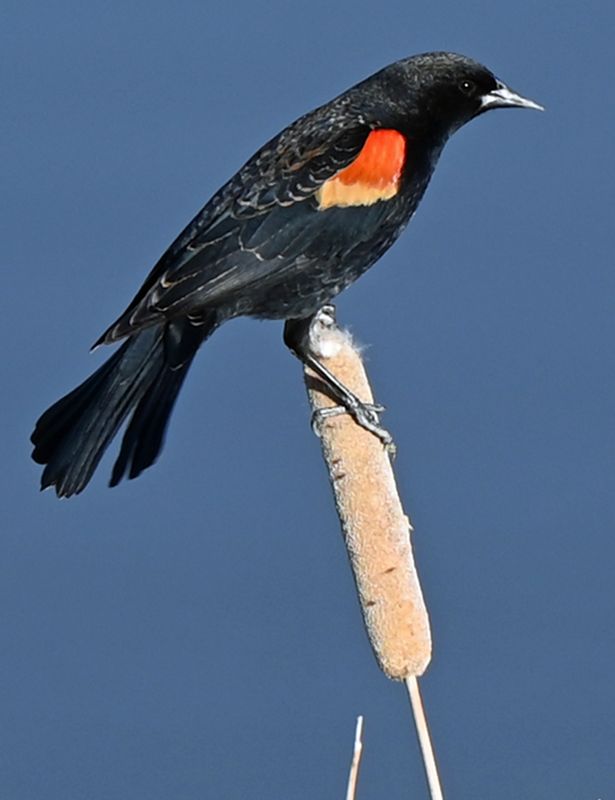 Red Wing Black Bird 2.jpg
