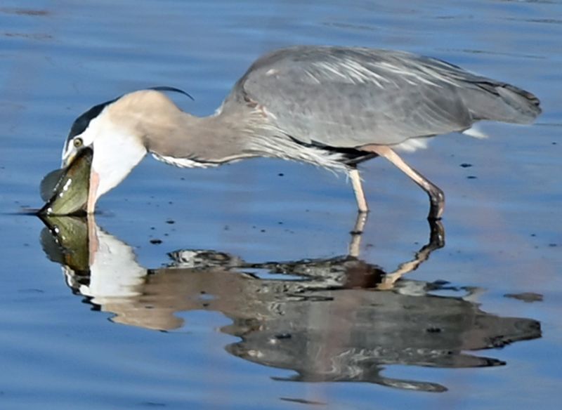 Great Blue Heron Eating 2.jpg