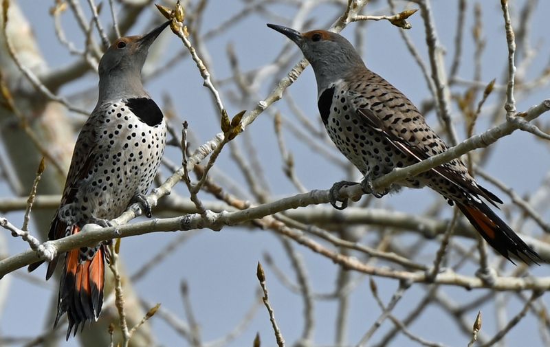 Northern Flicker Red. Shafted Pair.jpg