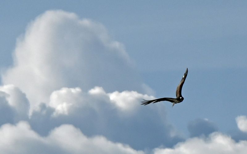 Osprey Flying.jpg
