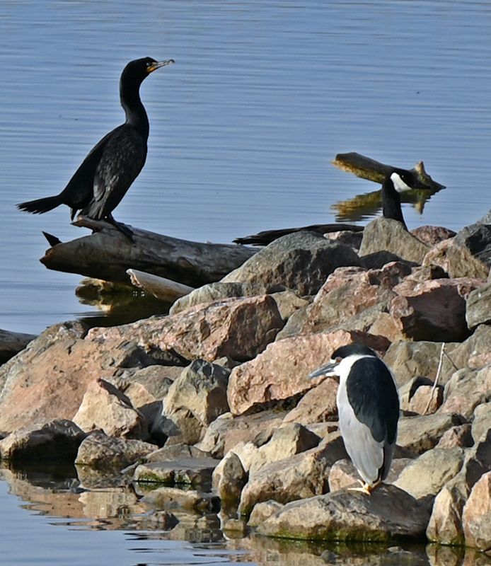 Black Crowned Night Heron and Cormorant 2.jpg