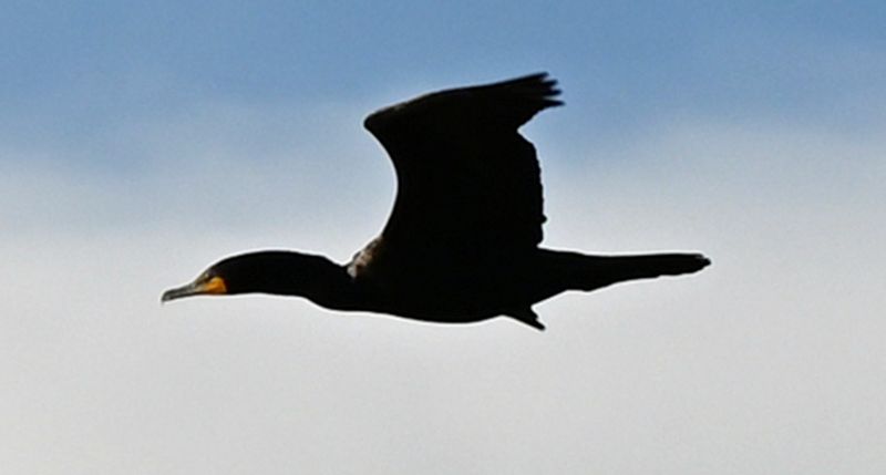 Double Crested Cormorant in Flight.jpg