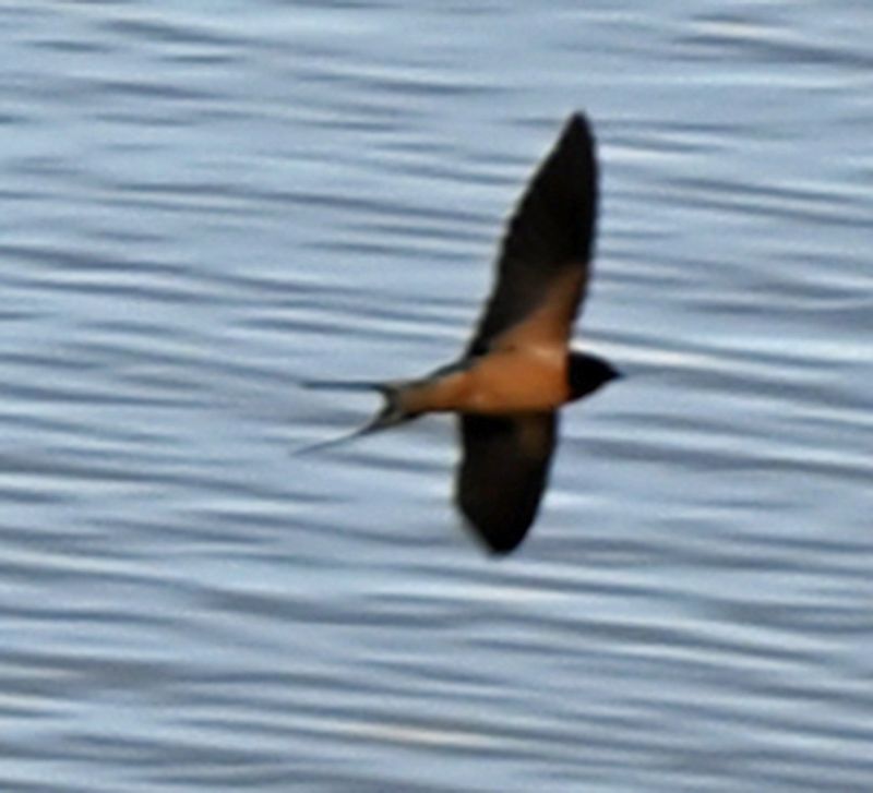 Barn Swallow Flying 1.jpg
