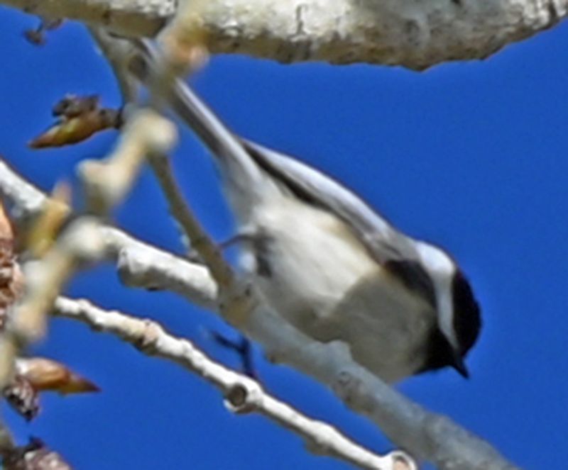 Black Capped Chickadee.jpg