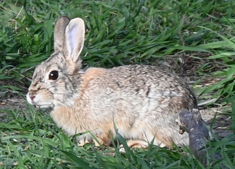 Rabbits (Bunnies)