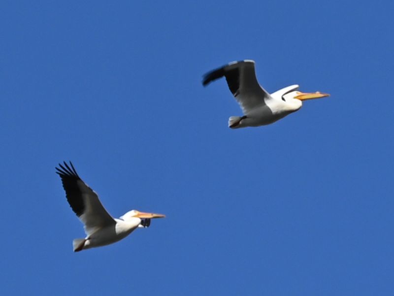 Pelicans Flying 1.jpg
