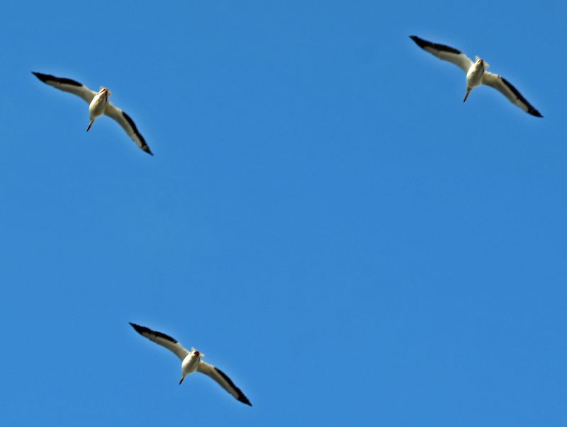 Pelicans Flying 2.jpg
