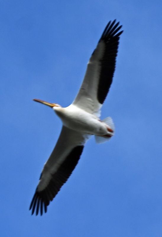 Pelicans Flying 3.jpg