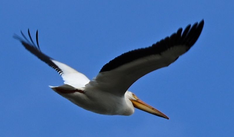Pelicans Flying 4.jpg