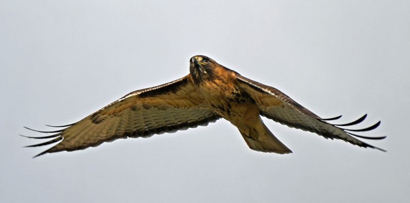 Red Tail Hawk Flying 2.jpg