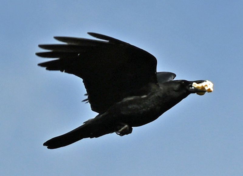 Crow with Food.jpg