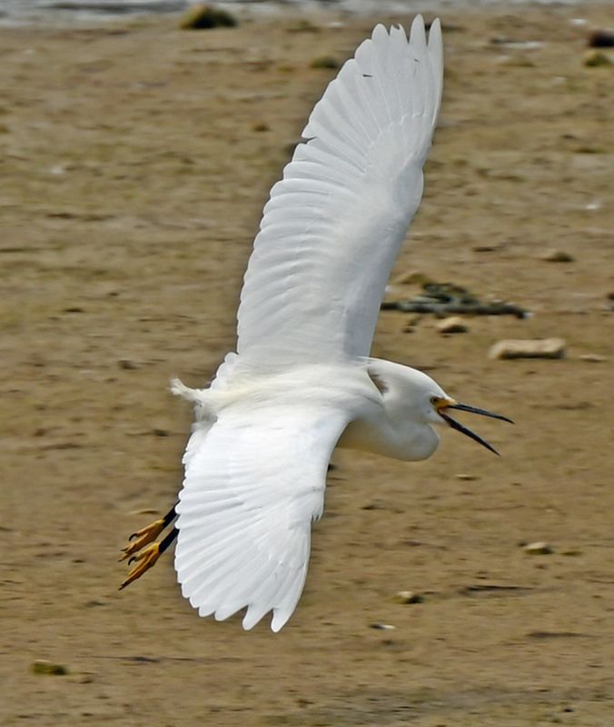Snowy Egret Flying.jpg