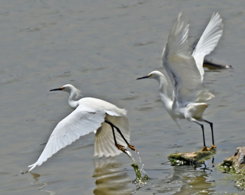 Snowy Egrets Chassing 2.jpg