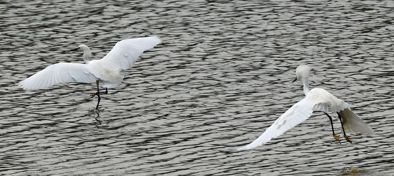 Snowy Egrets chassing.jpg