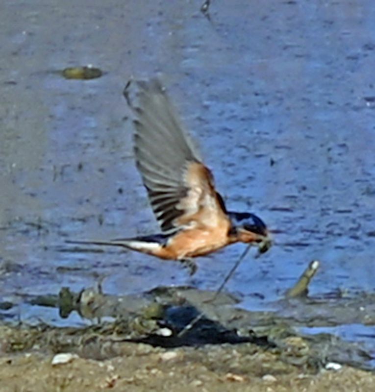 Barn Swallow Pulling Mud for Nest 2.jpg