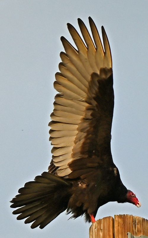 Turkey Vulture wings spread 2.jpg