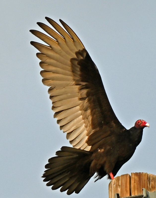 Turkey Vulture