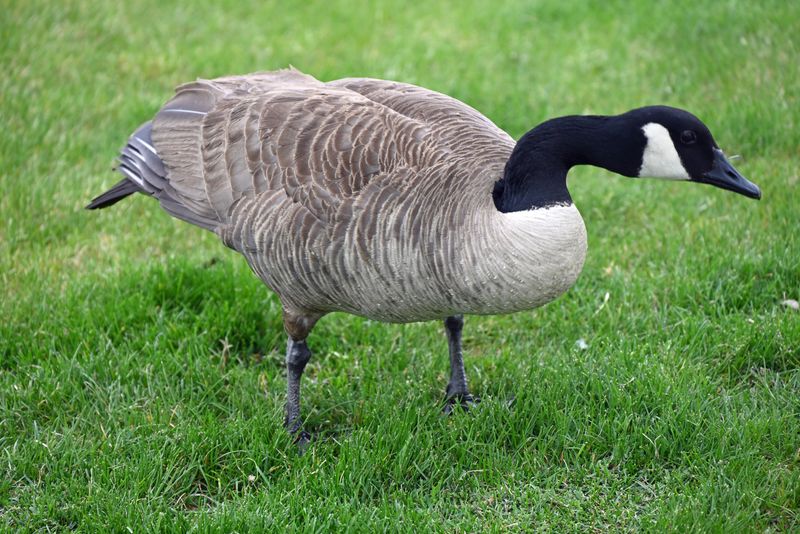 Canadian Goose Eating Grass.jpg