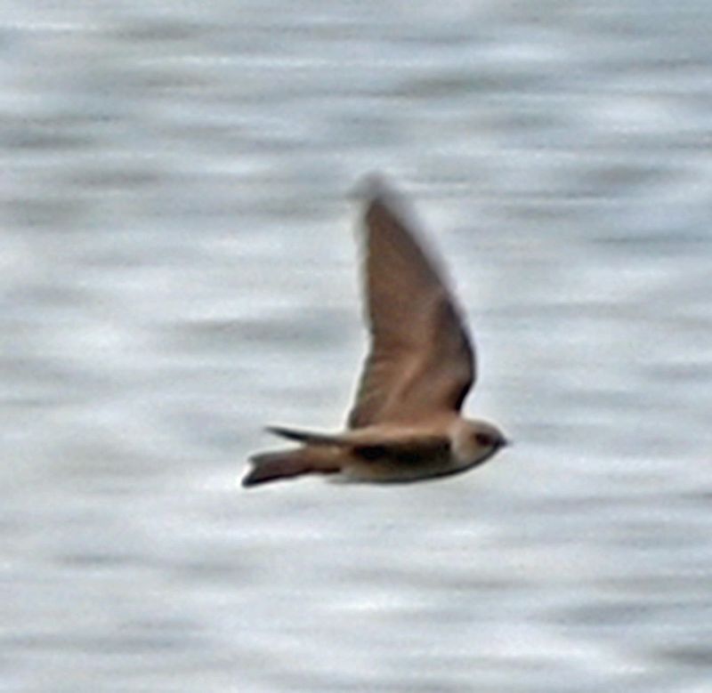 Northern Rough-winged Swallow.jpg