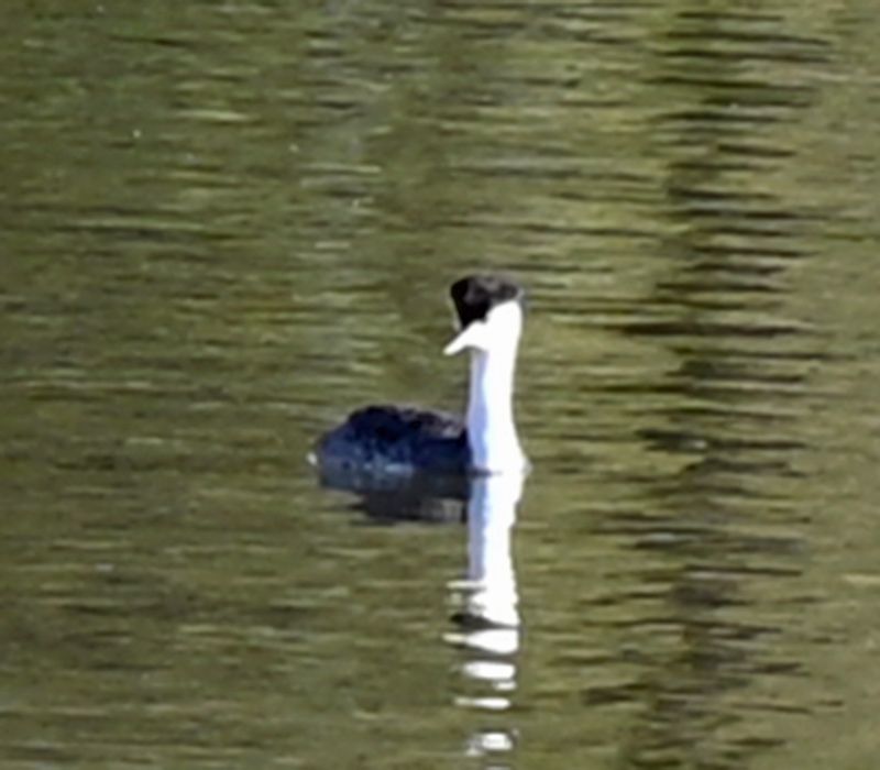 Western Grebe 3.jpg