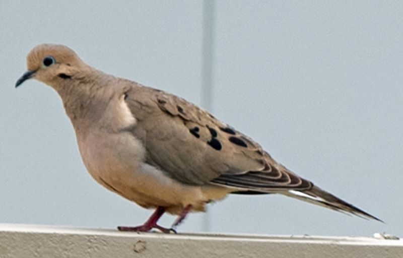 Mourning Dove on Wall.jpg