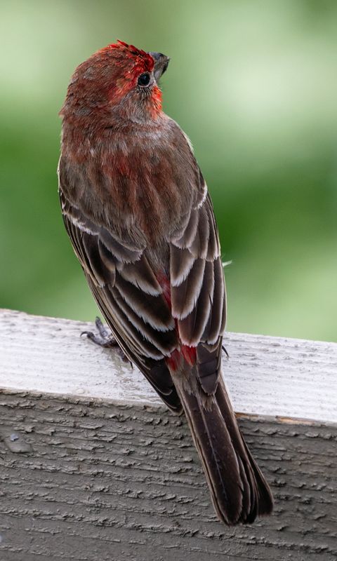 House Finch Male CU.jpg