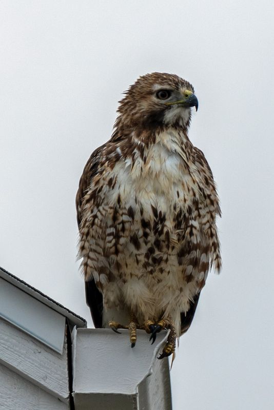 Red Tailed Hawk on House Molting.jpg