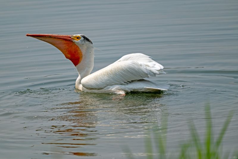 American Pelican CU 2.jpg