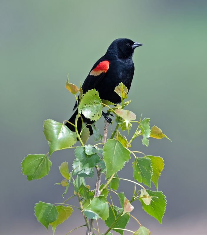 Red Wing Black Bird CU.jpg