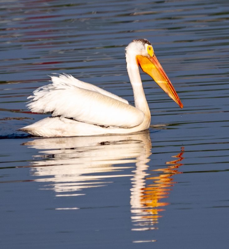 American Pelican reflection.jpg