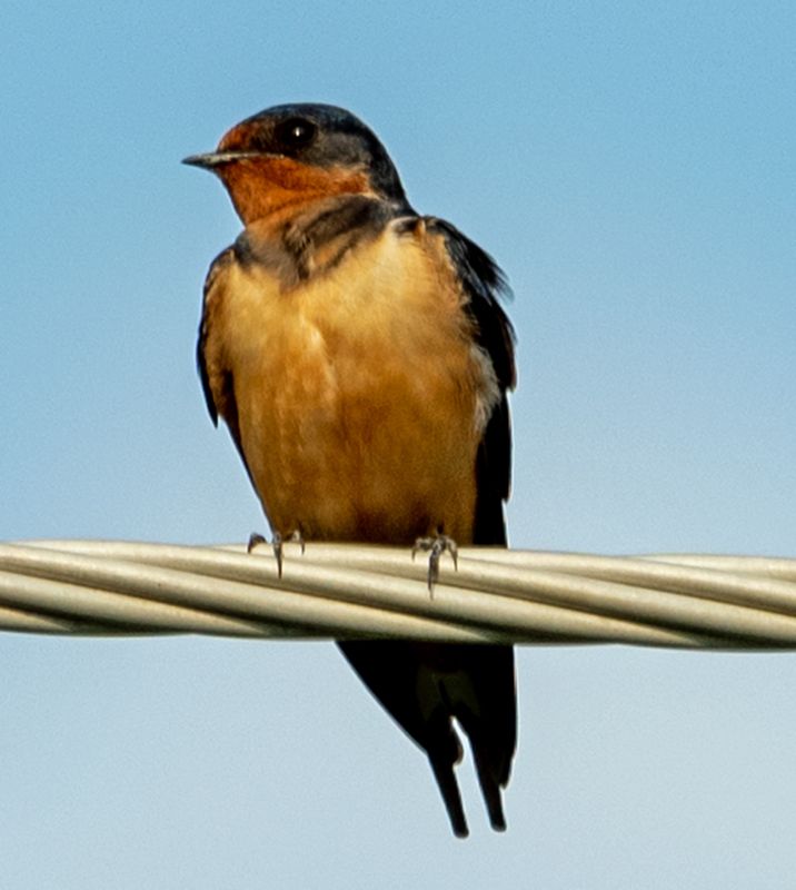 Barn Swallow on Wire 2.jpg