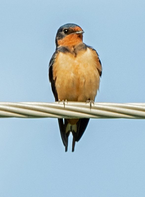 Barn Swallow on Wire 3.jpg