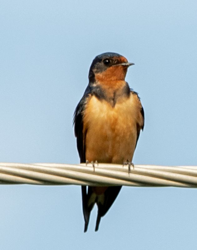 Barn Swallow on Wire 4.jpg
