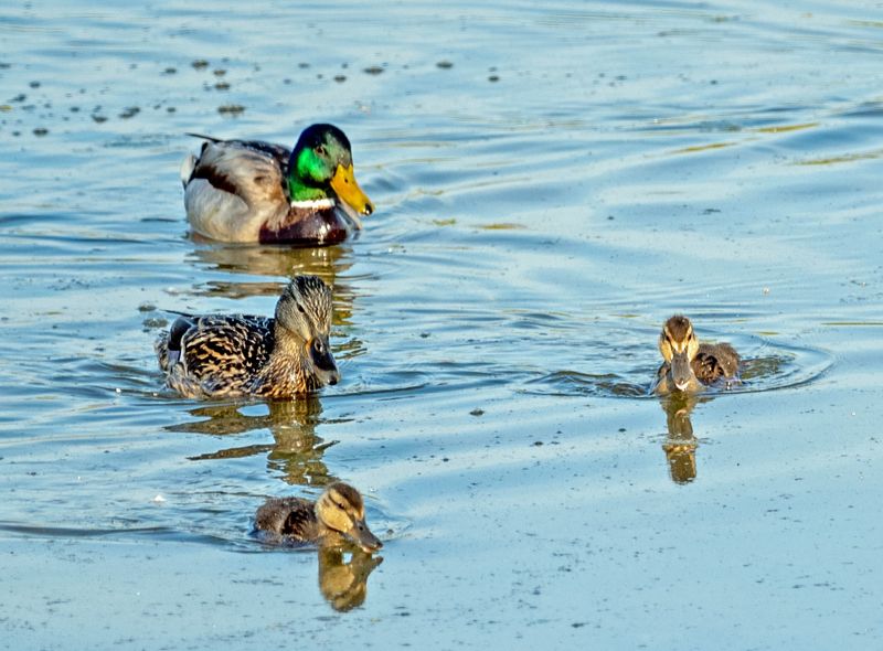 Mallard Couple with Ducklings.jpg