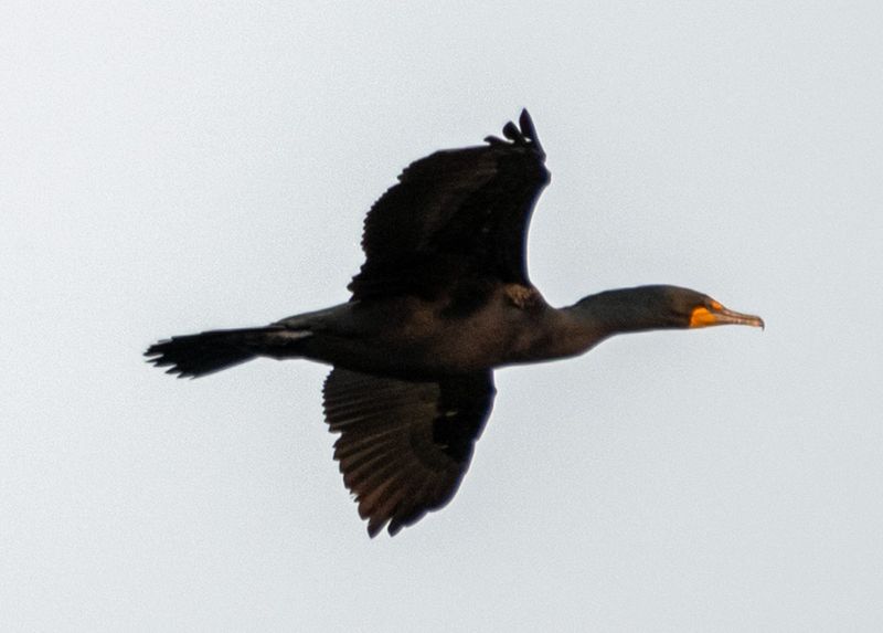 Cormorant Flying.tif