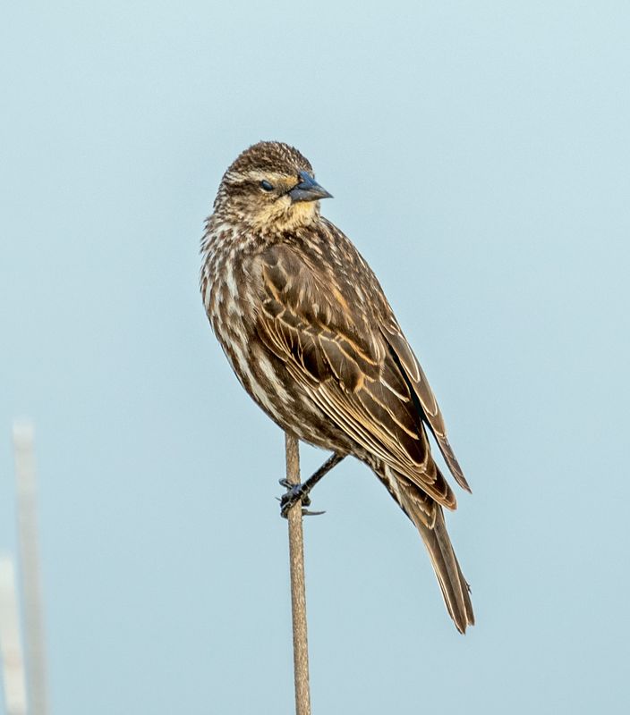 Female Red Wing Black Bird 2.jpg