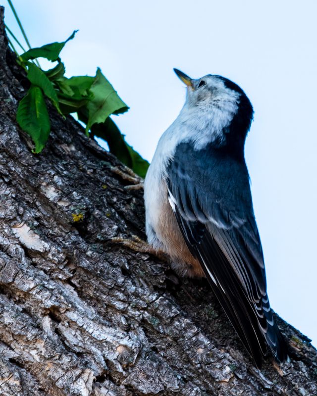 White-Brested Nuthatch