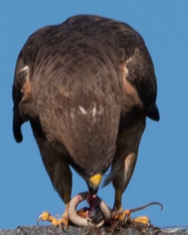 Swainsons's Hawk Eating a Snake